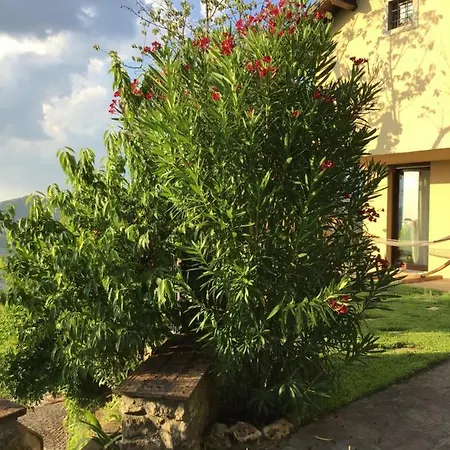 Affittacamere Bellaria